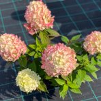 Hortenzia metlinatá (Hydrangea paniculata) ´LIVING COLOURFUL COCKTAIL´® by LIVING CREATIONS® - výška 20-30 cm, kont. C2L